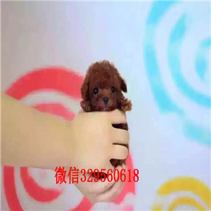   佳木斯哪里有纯种茶杯泰迪出售 泰迪熊幼犬哪里的好 泰迪犬长不大小体的多少钱