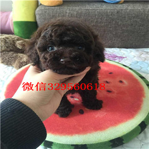 枣庄哪里有泰迪幼犬出售 泰迪哪里的纯种健康 泰迪长不大的多少钱