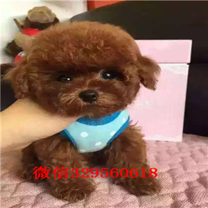  牡丹江哪里有卖茶杯泰迪 纯种小泰迪多少钱 