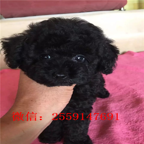 济南哪里有白色泰迪 济南花泰迪多少钱 灰色泰