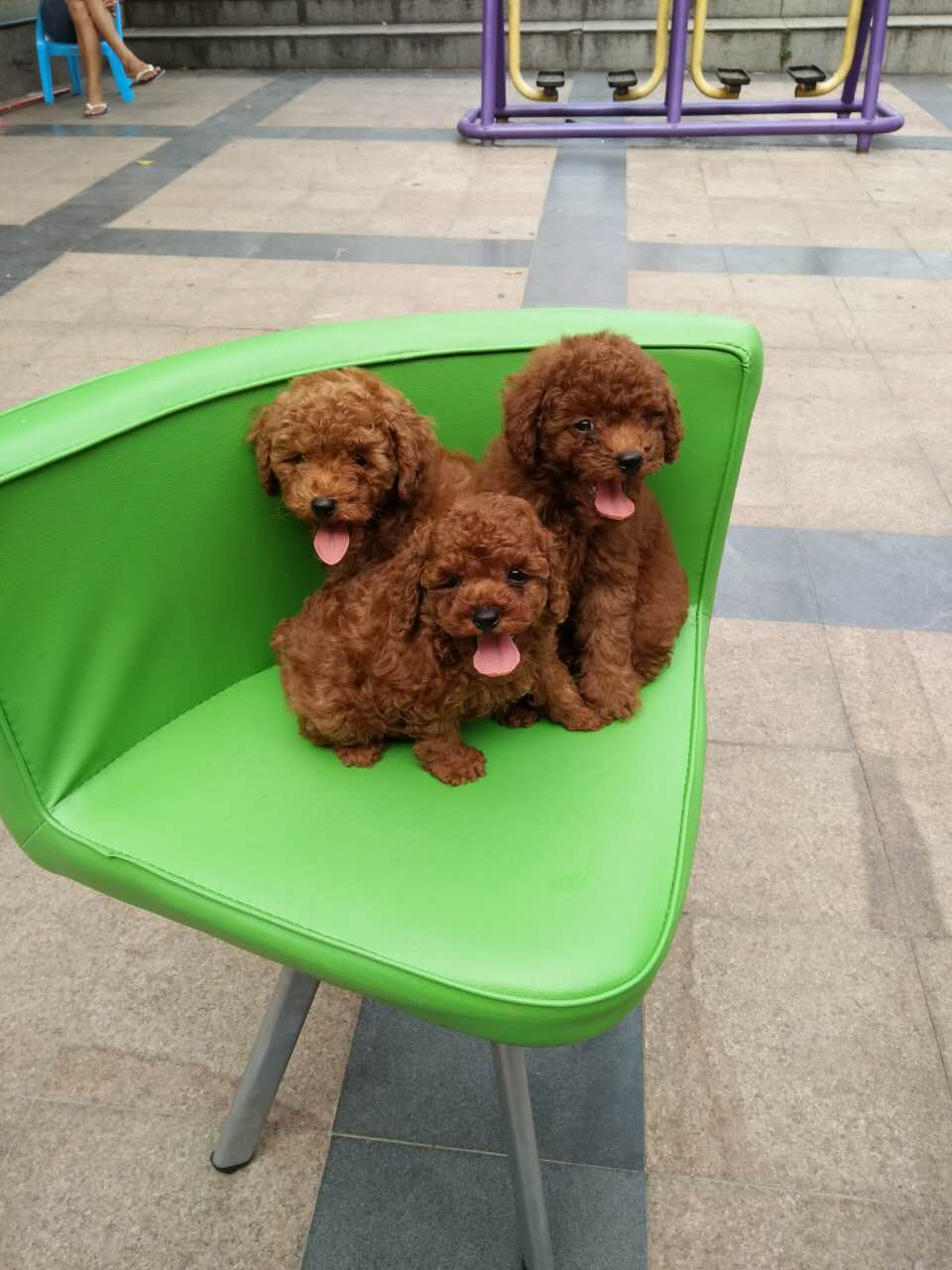 深圳市区哪里有宠物狗卖 深圳哪里有宠物店