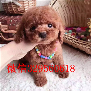  扬州哪里有泰迪犬出售 泰迪哪里的纯种健康 