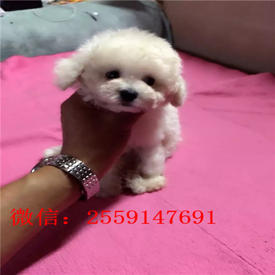 济南哪里有白色泰迪 济南花泰迪多少钱 灰色泰迪多少钱