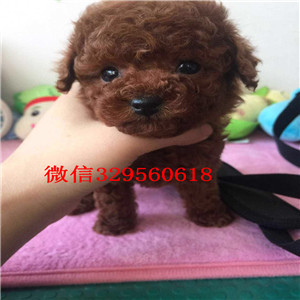 威海哪里有泰迪幼犬出售 长不大茶杯泰迪哪里的纯种健康 价格便宜 泰迪多少钱