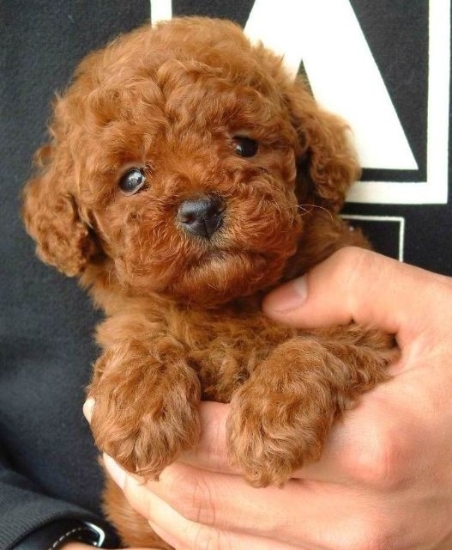 武汉哪里能买到泰迪 武汉纯种泰迪犬价格 泰迪