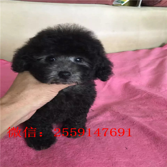 济南哪里有白色泰迪 济南花泰迪多少钱 灰色泰迪多少钱