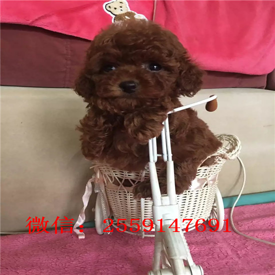 无锡哪里有红色泰迪 无锡白色泰迪价格 无锡黑