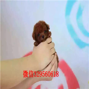   佳木斯哪里有纯种茶杯泰迪出售 泰迪熊幼犬哪里的好 泰迪犬长不大小体的多少钱