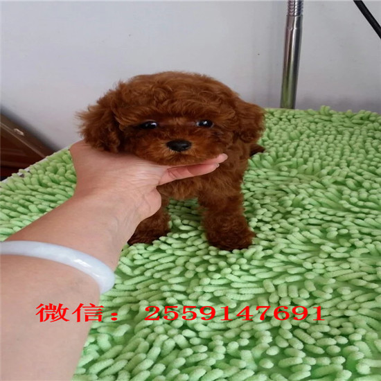 无锡哪里有红色泰迪 无锡白色泰迪价格 无锡黑色泰迪多少钱