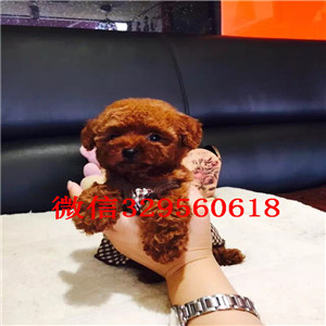   贵阳哪里有卖茶杯泰迪 纯种小泰迪犬多少钱 