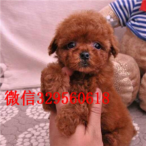  佳木斯哪里有卖茶杯泰迪犬 小体长不大泰迪红