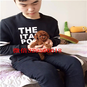 威海哪里有泰迪幼犬出售 长不大茶杯泰迪哪里的纯种健康 价格便宜 泰迪多少钱