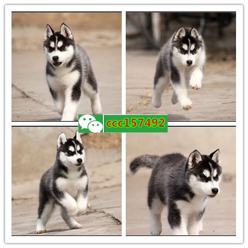 天津哪里有宠物狗 天津泰迪多少钱 天津宠物店