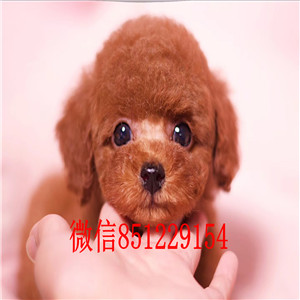 出售聪明伶俐泰迪犬品相极佳品质一流三包终身协议 