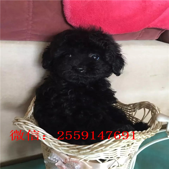 襄樊哪里卖纯种泰迪犬 襄樊灰色泰迪价格 襄樊