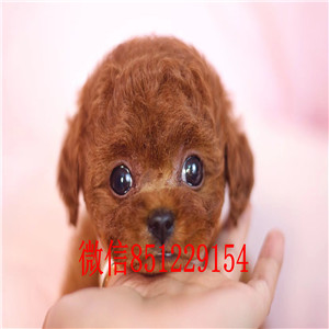 出售聪明伶俐泰迪犬品相极佳品质一流三包终身协议 