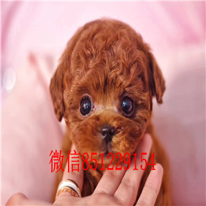 贵阳市出售泰迪犬 包养活 保证纯种健康 签协