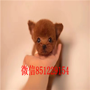 贵阳售卷毛泰迪犬 贵妇犬幼犬 疫苗驱虫已作 