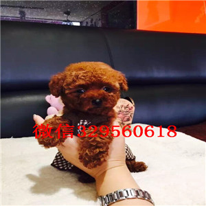 白山哪里能买到泰迪犬白色泰迪多少钱玩具体泰