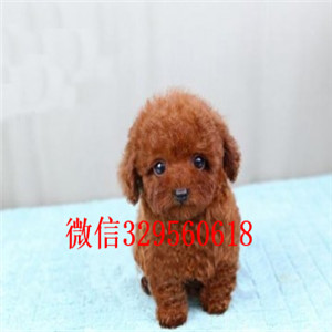 昌平哪里有卖纯种泰迪黑色泰迪多少钱微小体泰迪犬泰迪犬图片