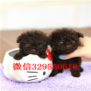 阿里出售纯种泰迪犬白色泰迪多少钱微小体泰迪