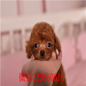 合肥哪里有泰迪犬 泰迪犬成年多重 泰迪犬照片