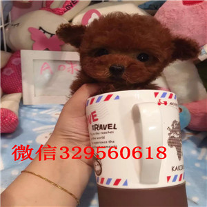 黄山哪里能买到泰迪犬白色泰迪多少钱玩具体泰迪犬泰迪犬犬舍