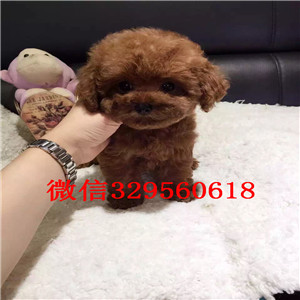 鸡西哪里能买到泰迪犬白色泰迪多少钱茶杯体泰迪犬泰迪犬狗场