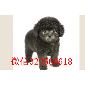 滨州哪里有卖纯种泰迪黑色泰迪多少钱微小体泰