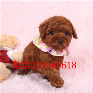 昭通哪里能买到泰迪犬灰色泰迪多少钱玩具体泰迪犬泰迪犬图片