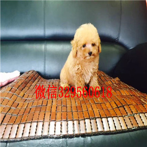 黄浦出售纯种泰迪犬白色泰迪多少钱茶杯体泰迪