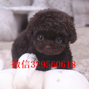 朔州哪里能买到泰迪犬灰色泰迪多少钱标准体泰迪泰迪犬狗场