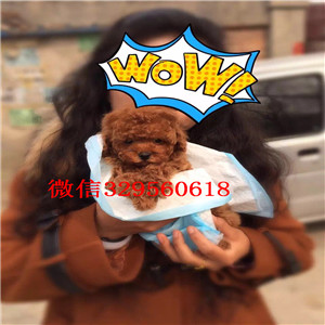 晋城哪里有卖纯种泰迪黑色泰迪多少钱微小体泰