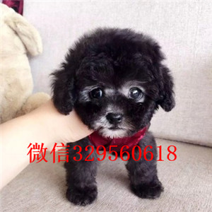 防城港出售纯种泰迪犬灰色泰迪多少钱微小体泰