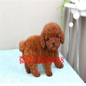 北辰出售纯种泰迪犬红色泰迪多少钱标准体泰迪泰迪犬图片