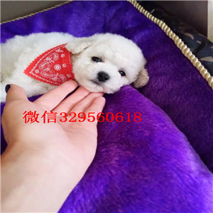 鄂尔多斯哪里能买到泰迪犬黑色泰迪多少钱茶杯体泰迪犬泰迪犬狗场