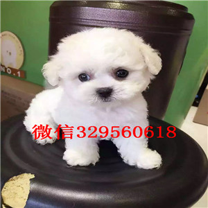 佳木斯出售纯种泰迪犬白色泰迪多少钱微小体泰