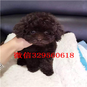 南昌出售纯种泰迪犬红色泰迪多少钱微小体泰迪