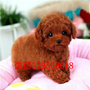 朝阳哪里能买到泰迪犬黑色泰迪多少钱标准体泰迪泰迪犬犬舍