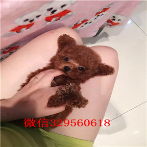 东营出售纯种泰迪犬红色泰迪多少钱玩具体泰迪