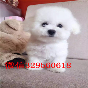 黄山哪里能买到泰迪犬白色泰迪多少钱玩具体泰迪犬泰迪犬犬舍