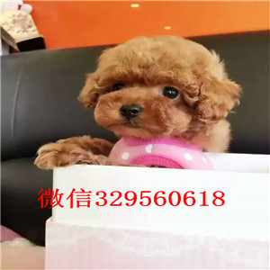 金昌哪里能买到泰迪犬灰色泰迪多少钱标准体泰