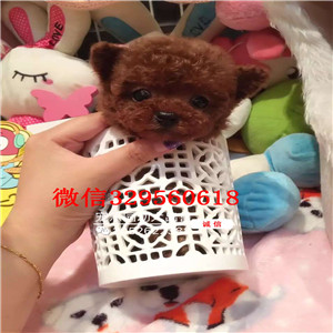 石景山哪里能买到泰迪犬白色泰迪多少钱微小体