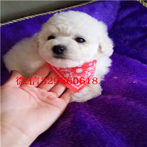 鄂尔多斯哪里能买到泰迪犬黑色泰迪多少钱茶杯