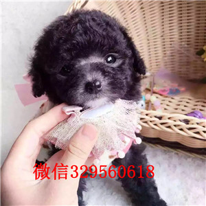 长宁哪里能买到泰迪犬黑色泰迪多少钱玩具体泰迪犬泰迪犬图片