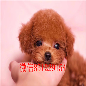 长沙专业繁殖纯种泰迪幼犬送泰迪上门签协议保