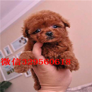 厦门正规养殖基地低价出售多种颜色的泰迪犬 签订协议 