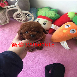 镇江哪里有卖纯种泰迪红色泰迪多少钱茶杯体泰