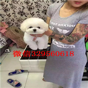 长宁哪里能买到泰迪犬黑色泰迪多少钱玩具体泰迪犬泰迪犬图片