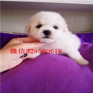 鄂尔多斯哪里能买到泰迪犬黑色泰迪多少钱茶杯体泰迪犬泰迪犬狗场